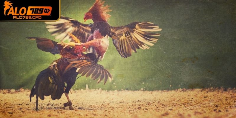 Các sảnh nổi tiếng có tại ALO789