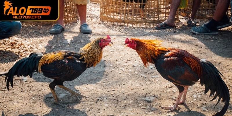 Bí kíp cá cược đá gà tại ALO789